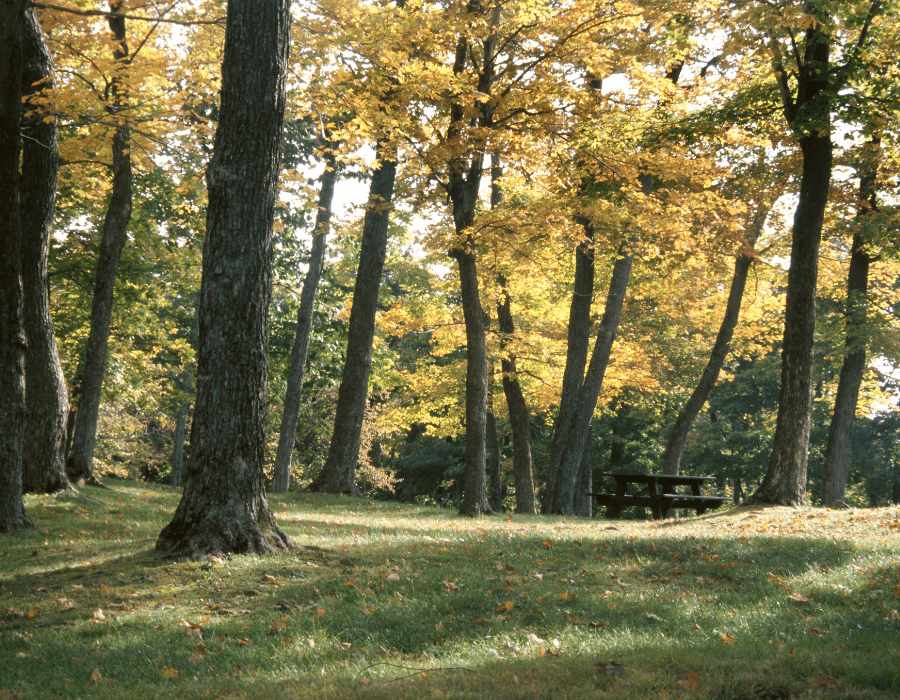 A peaceful forest scene with tall trees and autumn foliage, featuring a picnic table in the background.