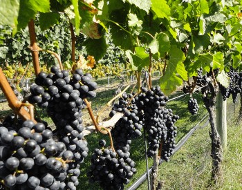 Vineyard row with large clusters of grapes and bright green leaves